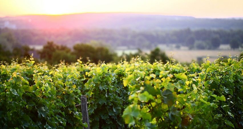 Coucher de soleil sur les vignes sancerroises