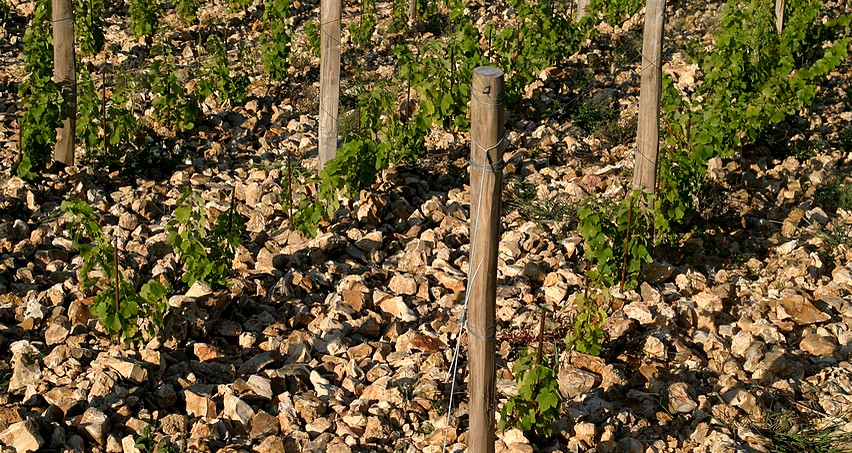 Jeunes vignes plantées par le domaine Redde à Pouilly Fumé sur du pur silex