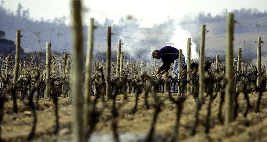 Taille de la vigne dans le Beaujolais