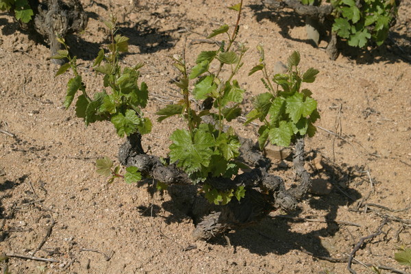 Vignes de Chiroubles (5)