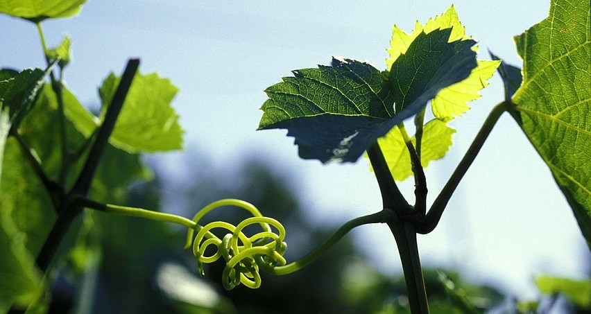 Les vrilles : les atomes crochus des lianes