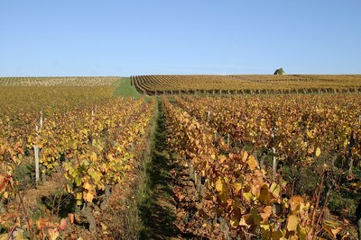 Bas de Champaloin (plus argileux et plus riche)