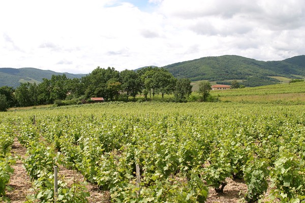 Beaujolais-Villages Le Pelou