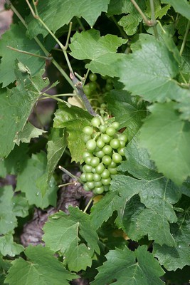 Beaux raisins de Morgon Les Charmes