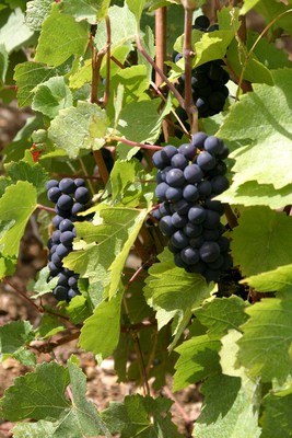 Belles grappes de pinot noir 240815