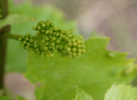 Bientôt la fleur 190515