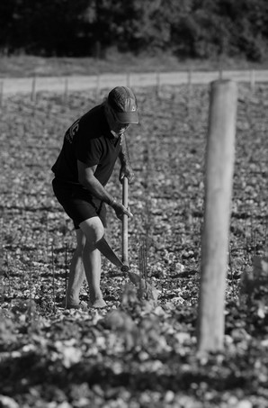 Binage des jeunes plantes