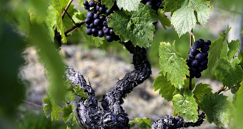 Cep de gamay avec de beaux raisins avant les vendanges