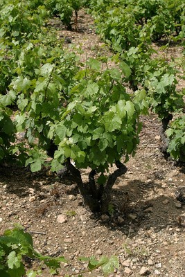 Cep frais et vigoureux Le Pelou