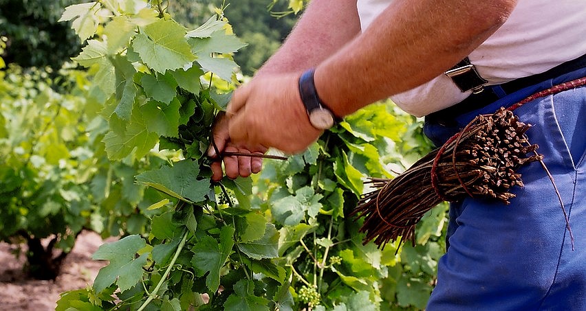 Cerclage des vignes cultivées en gobelet en début d'été