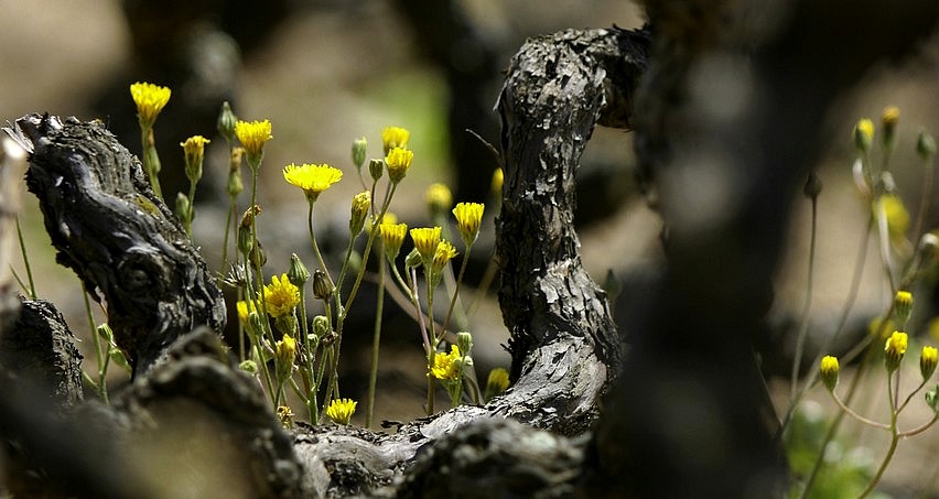 Ces petites fleurs annoncent le printemps