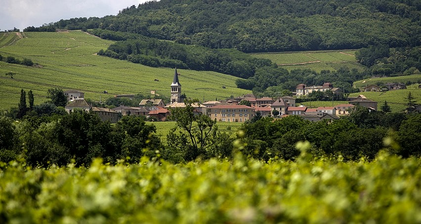 Chénas par une belle matinée d'été