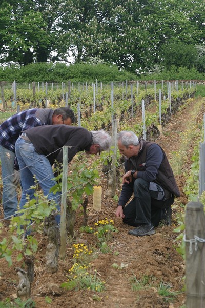 Consignes d'ébourgeonnage