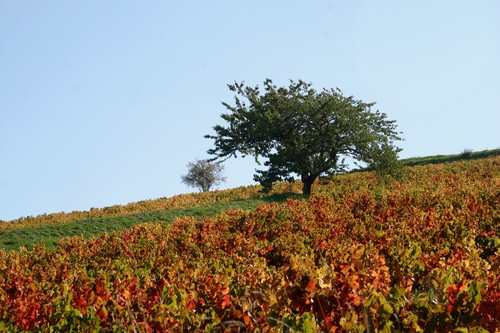 Cote de Brouilly (Nord)