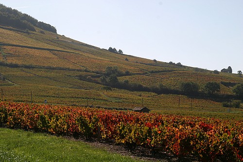 Cote de Brouilly (Ouest)