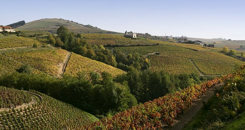 Côteaux de Chiroubles en automne