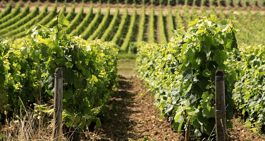 Des vignes bien travaillées à Bué