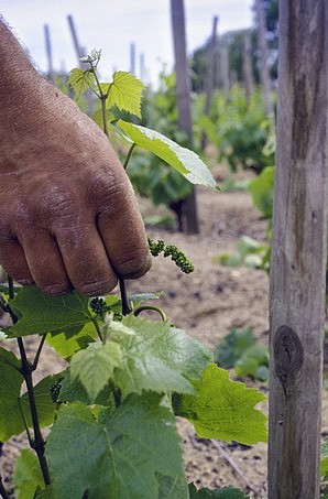 Ebourgeonnage de vignes de gamay