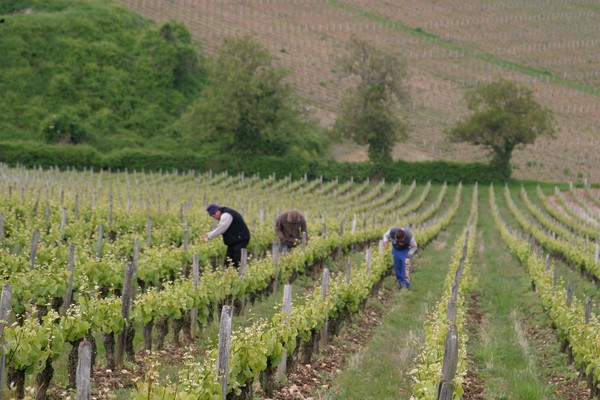 Enlèvement d'une partie des inflorescences de pinot