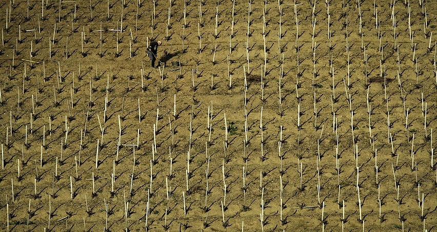 Entretien de vignes en forte pente l'hiver dans le Beaujolais