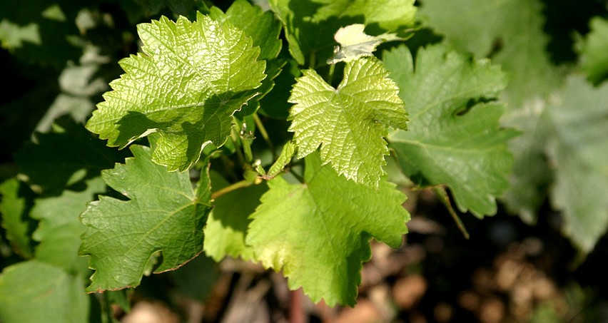 Feuilles de sauvignon