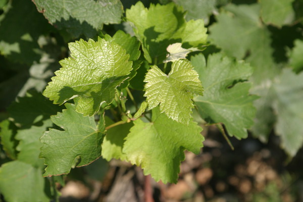 Feuilles de sauvignon