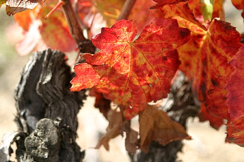 Feuilles de vignes en automne