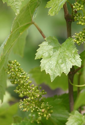 Fleur Lancié 250518