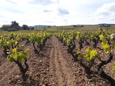 Fleurie Grand Pré La Dot Clos de Mez 160519