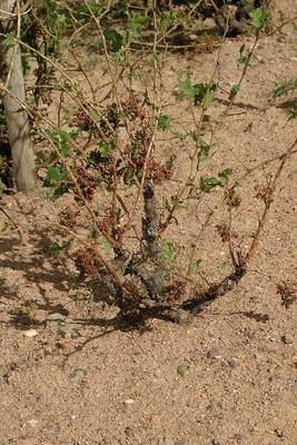 Fleurie (Haut de la Madone 2)