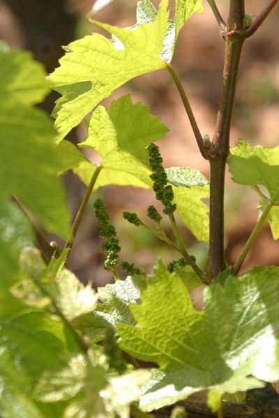 Futurs raisins du millésime 2015 (Château des Rontets, Les Birbettes)