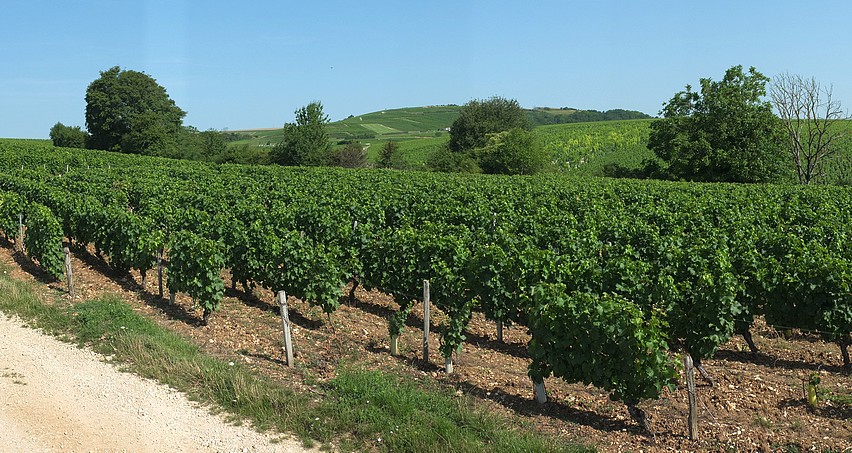 Grand Chemarin, un des plus beaux climats de Bué et de tout le sancerrois