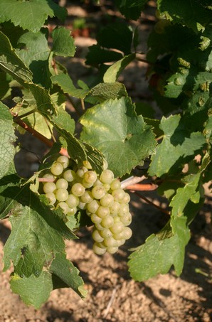 Grappe de Chardonnay