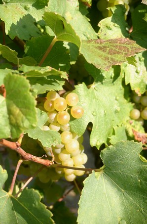 Grappe de Chardonnay presque mûre