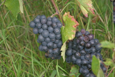 Grappe de gamay Chassignol le 27 Août 2014