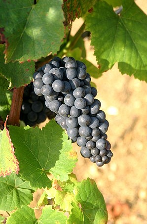 Grappe de Pinot noir