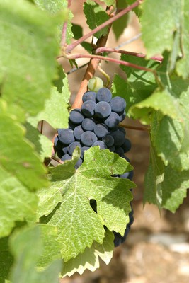 Grappe de Pinot Noir des Culs de Beaujeu 240815