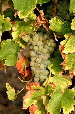 Grappe de sauvignon