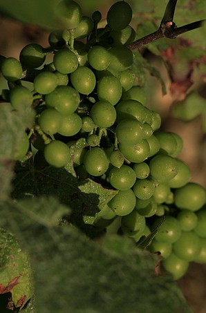 Grappe de sauvignon début juillet