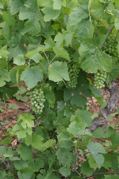 Grappes bien avancées au 29 Juin 2017