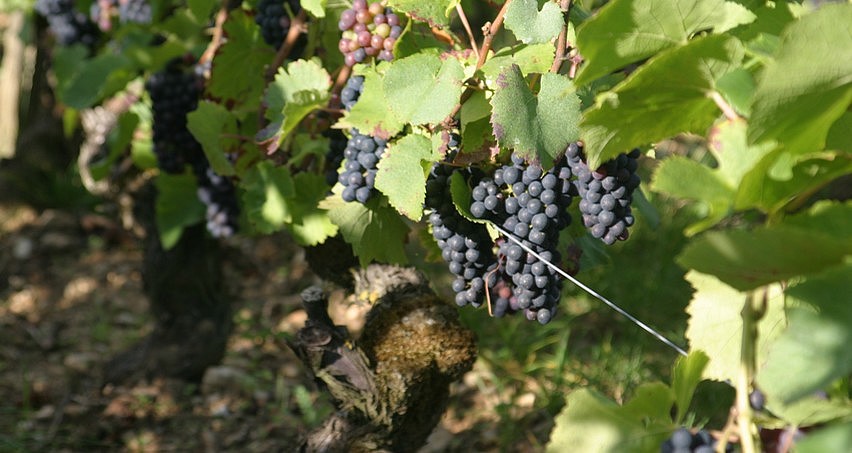 Grappes de Pinot noir (Les Chailloux, Sancerre le 290814)
