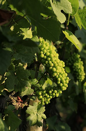 Grappes de sauvignon