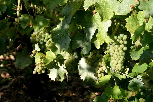 Grappes de sauvignon le 290814 (Les Chailloux)