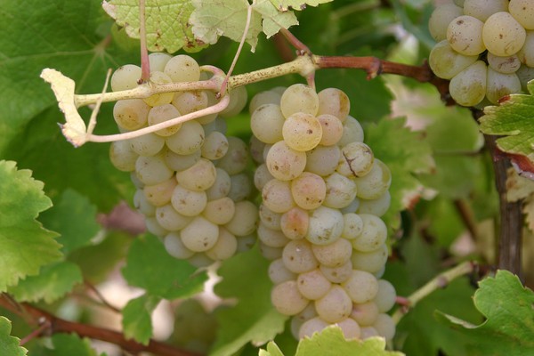 Grappes sauvignon bien dorées