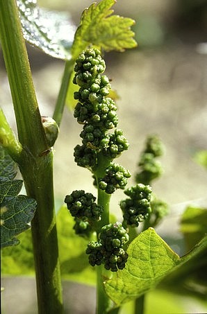 Inflorescence