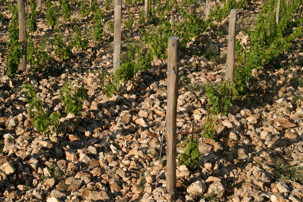 Jeune plante dans les silex