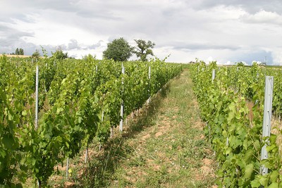 Jeune vigne plantée en 2014