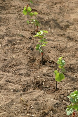 Jeunes plants de Chassignol (250615)