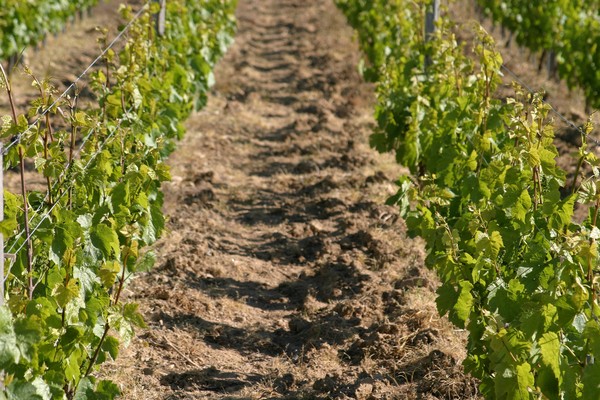 Jeunes vignes labourées