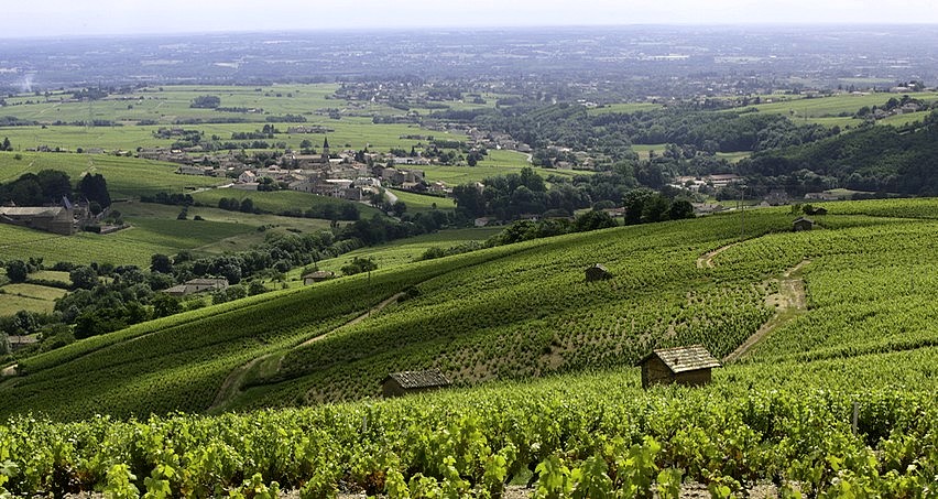 Juliénas et ses vignes en été